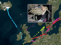 Cornish snipe migration study tracks 1,500-mile journey