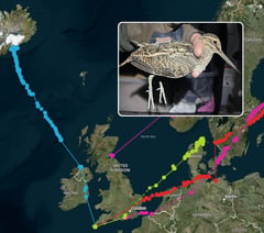 Cornish snipe migration study tracks 1,500-mile journey