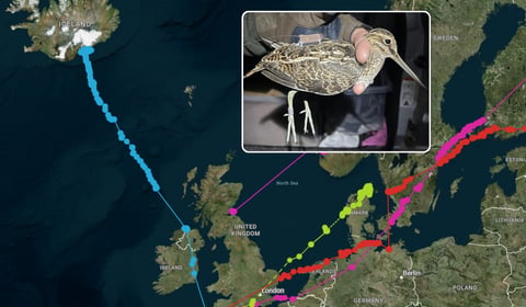 Cornish snipe migration study tracks 1,500-mile journey
