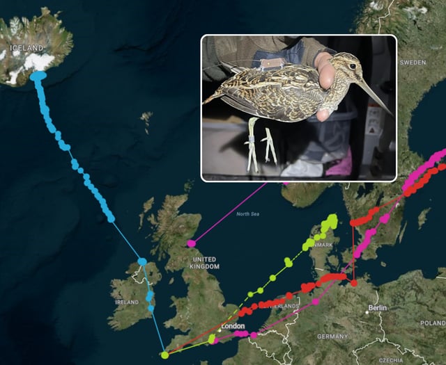 Cornish snipe migration study tracks 1,500-mile journey
