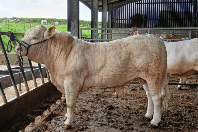 Hallworthy Livestock Market Report: Thursday, May 14