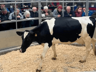 Holsworthy Livestock Market Report: Wednesday, May 20