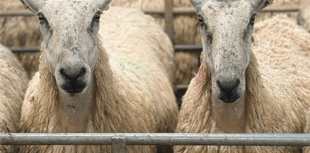 Hallworthy Livestock Market Report: Thursday, May 21