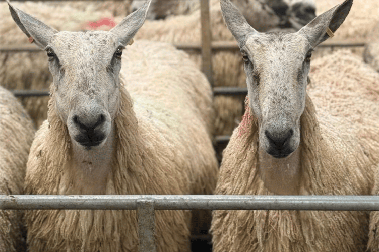 1577 SHEEP SOLD AT HALLWORTHY.