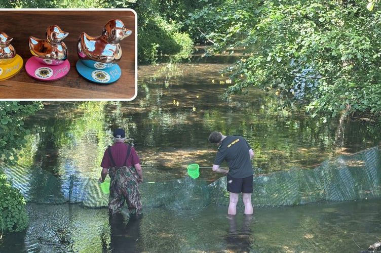 Callington Lions Duck Race 2026 delivered an afternoon of laughter, splashes and community spirit with hundreds of ducks racing downstream