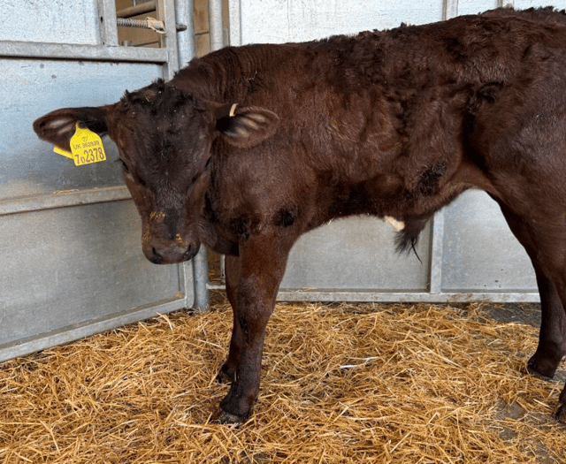 Holsworthy Livestock Market Report: Wednesday, May 27