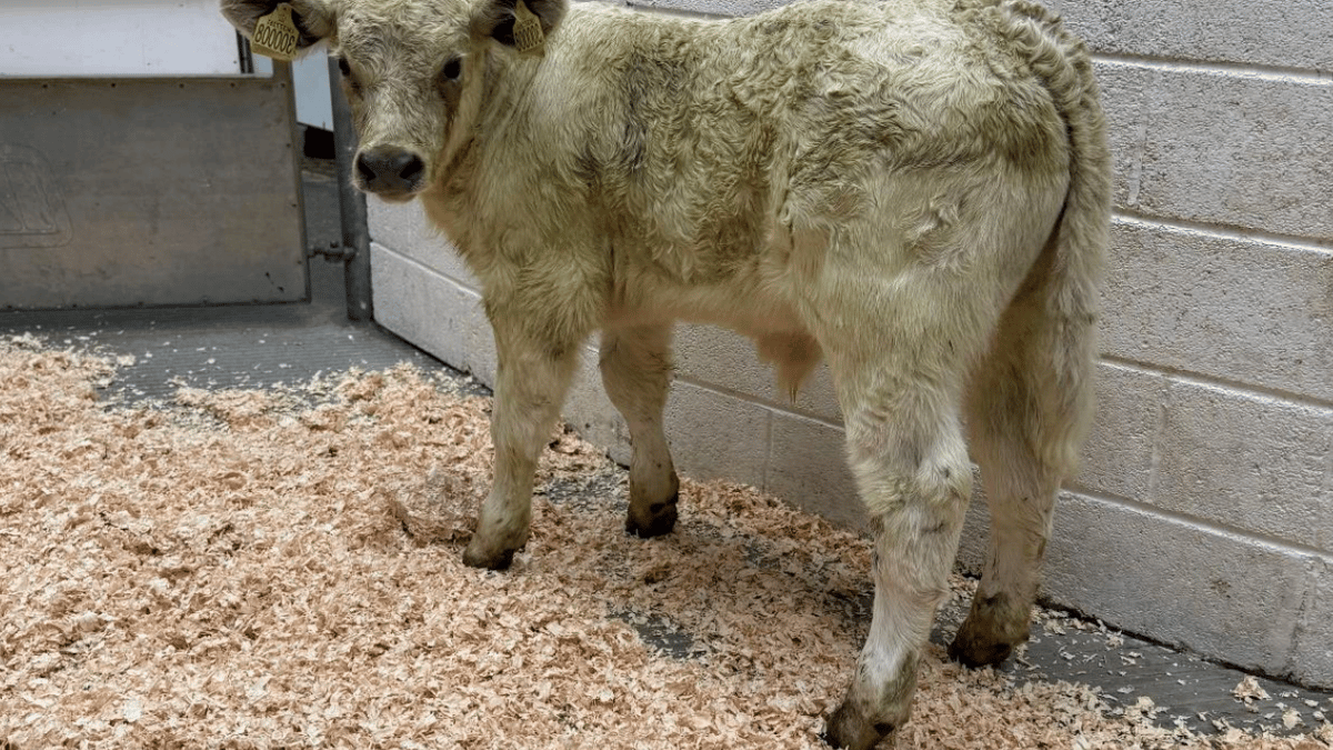 Holsworthy Livestock Market Report: Wednesday, June 3