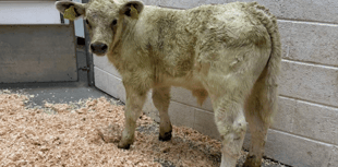 Holsworthy Livestock Market Report: Wednesday, June 3
