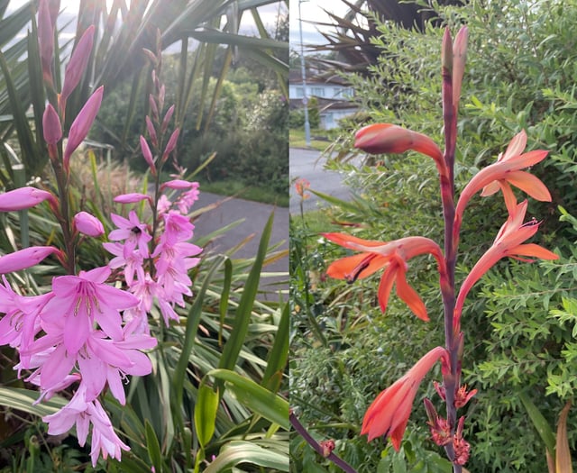 Gardening with Martin Pallett: My joy of growing Watsonia