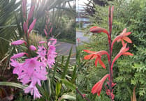 Gardening with Martin Pallett: My joy of growing Watsonia