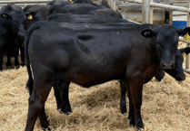 Holsworthy Livestock Market Report: Wednesday, June 10
