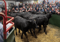Hallworthy Livestock Market Report: Thursday, June 18