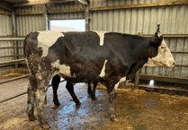 Hallworthy Livestock Market Report: Thursday, June 25
