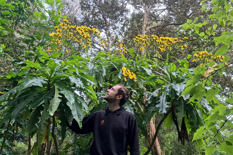 Tom Bush Trengwainton head gardener with the giant dandelion. (Picture: National Trust / Marina Rule)