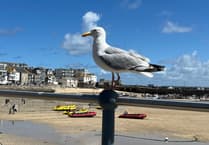 Kirstie Newton: Feeding gulls - harmless fun or harmful habit?