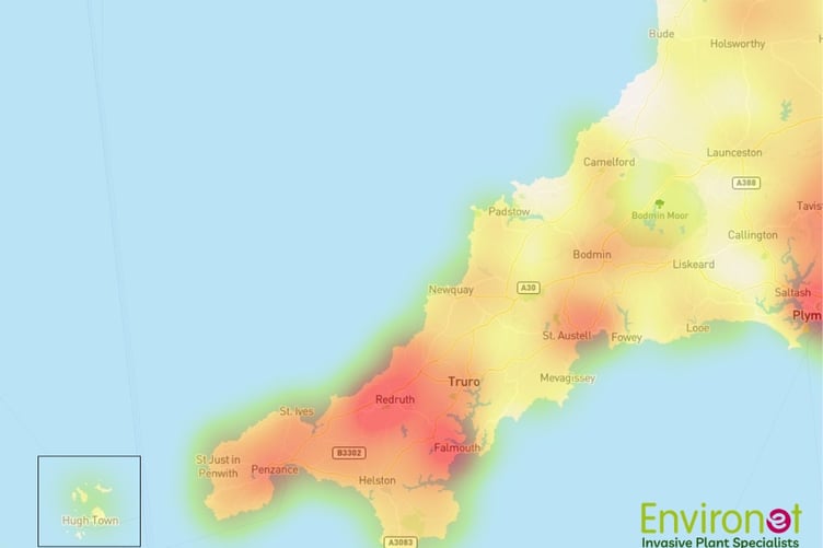 Cornwall’s 2026 Japanese knotweed hotspots revealed