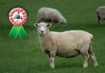 Launceston Show hit by livestock ban amid disease outbreak