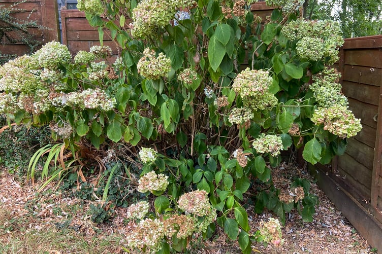 Plants benefit from correct watering in drought conditions. (Picture: Andrew Townsend)