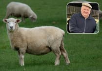 Councillor calls for on-site livestock disposal amid Bluetongue crisis