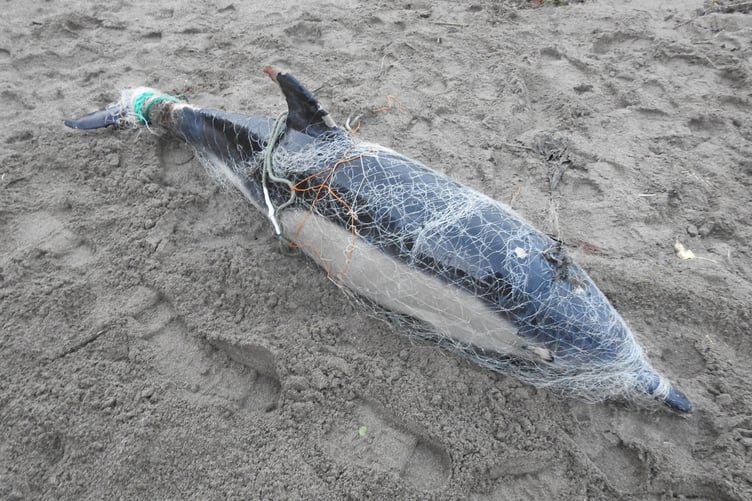 Stranded dead common dolphin entangled in a monofilament fishing net. (Picture: Rob Wells)
