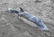 Fishing nets main killer of common dolphins on Cornwall coast, study finds