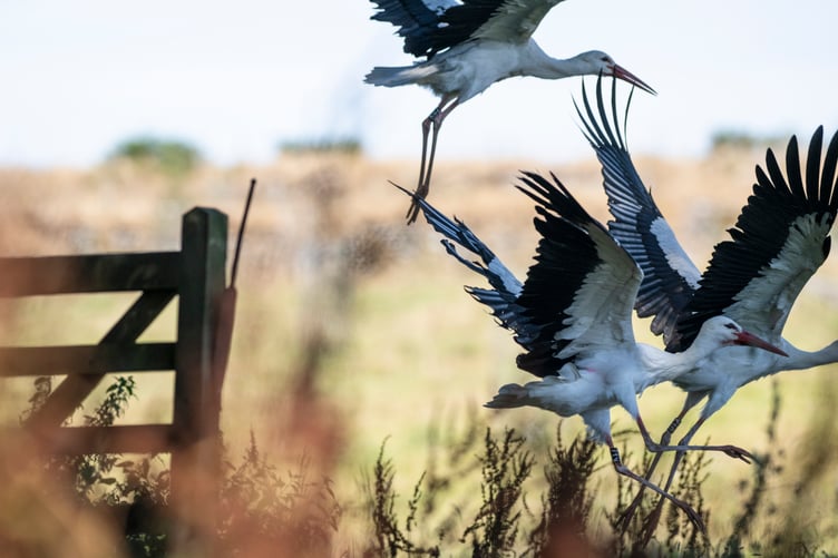 The flying young storks in Cornwall (Picture: Tom Mason)