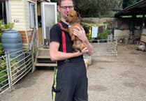 Heroic Holsworthy firefighters save delightful dog from locked car