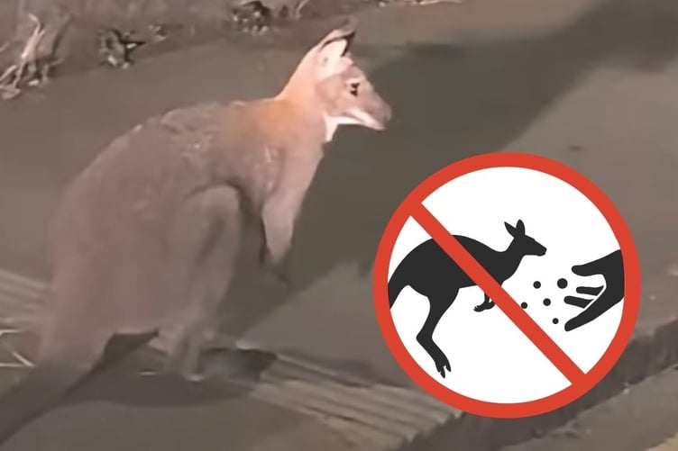 The Porfell Wildlife Park and Sanctuary in Liskeard has issued a statement to its followers to not attempt to catch this wandering wallaby as while it may look 'cute' it is still a wild animal