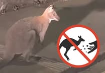 Don't try and catch the wallaby, sanctuary warns