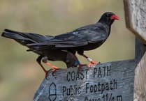 Chough going from strength to strength in Cornwall
