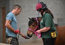South West equine charities launch feral pony education series