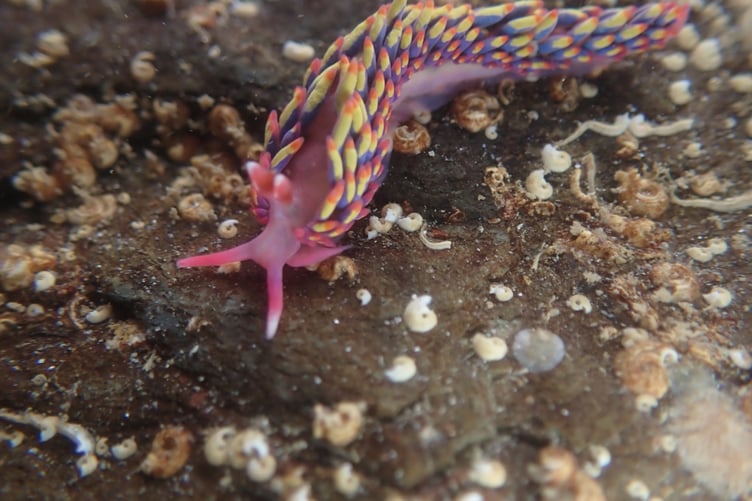 The tiny multi-coloured sea creature that has been found in Cornwall. (Picture: Rachel Edworthy)
